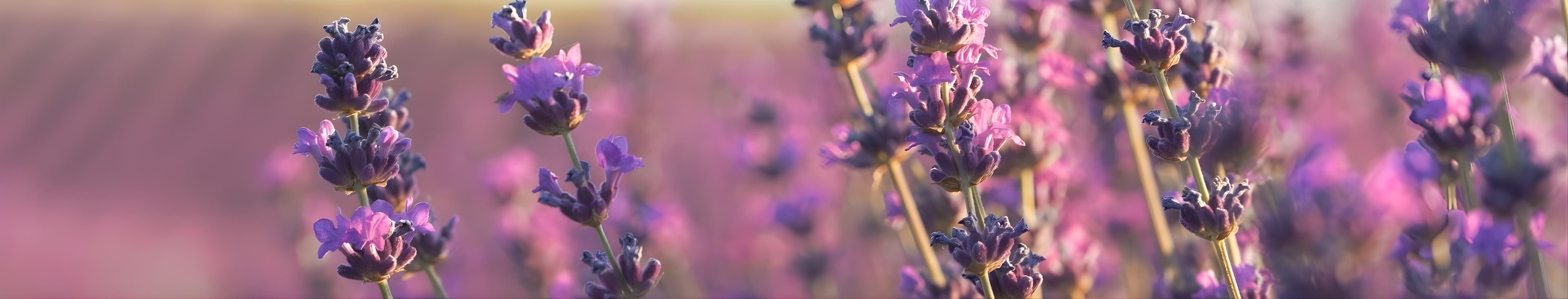 Officinali / Aromatiche