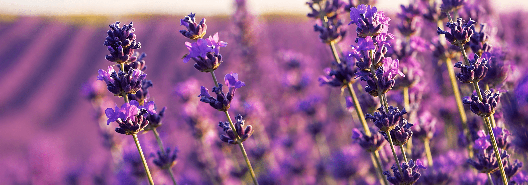Officinali / Aromatiche