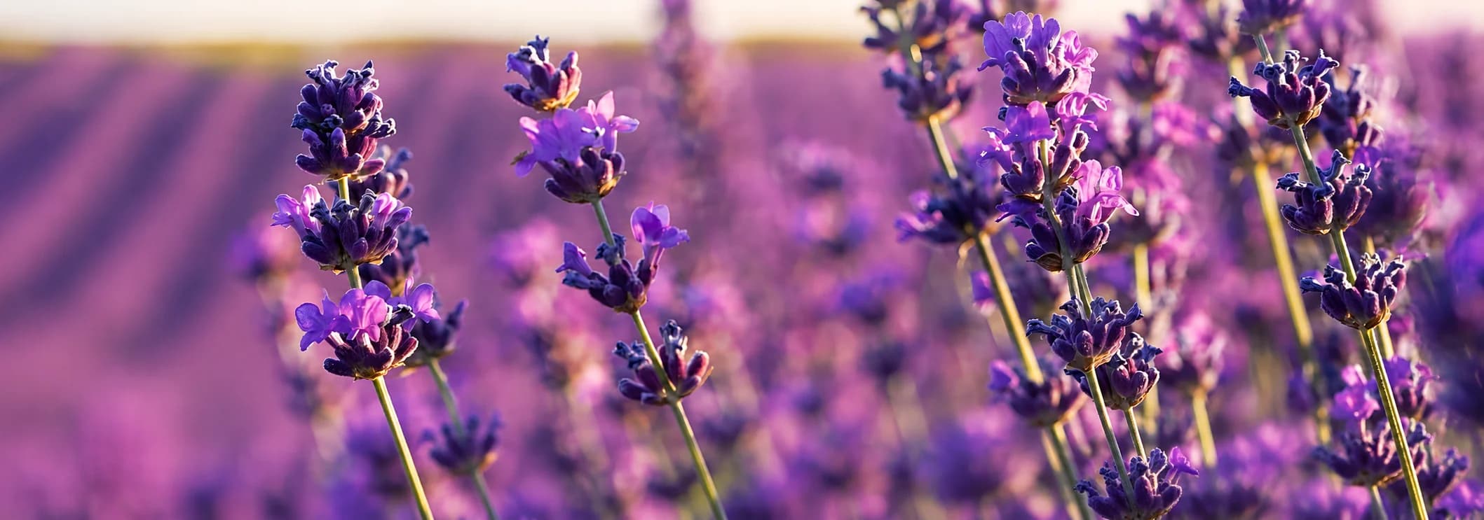 Officinali / Aromatiche